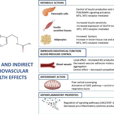 Mechanisms of action on MEL in different cells and tissues contributing... | Download Scientific ...