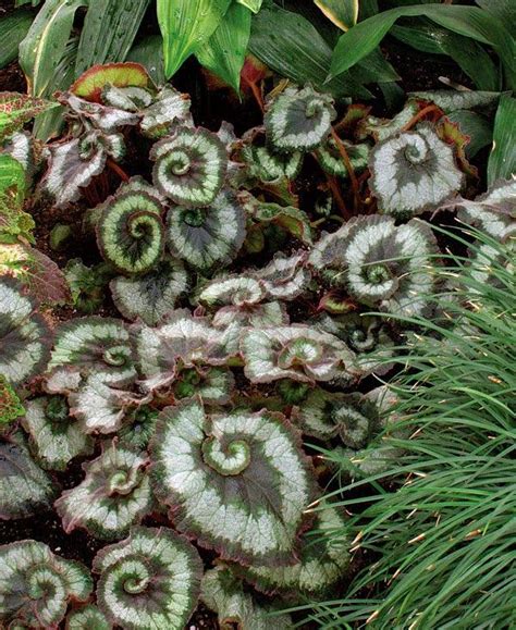 Всё о бегониях и не только...: Begonia rex 'Escargot' | Бегония ...