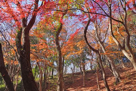 筑波山四季の道のもみじの谷の紅葉取材と紅葉vrツアー発信：茨城vrツアー