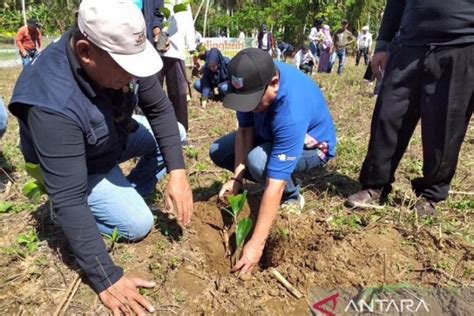 Peringati Hari Lingkungan Hidup Bone Bolango Tanam 5 000 Pohon Aren