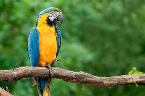 Blue macaw: habitat and characteristics