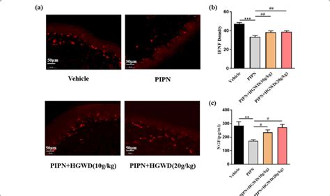 HGWD Treated Rats Have Reduced Paclitaxel Induced IENF Loss And