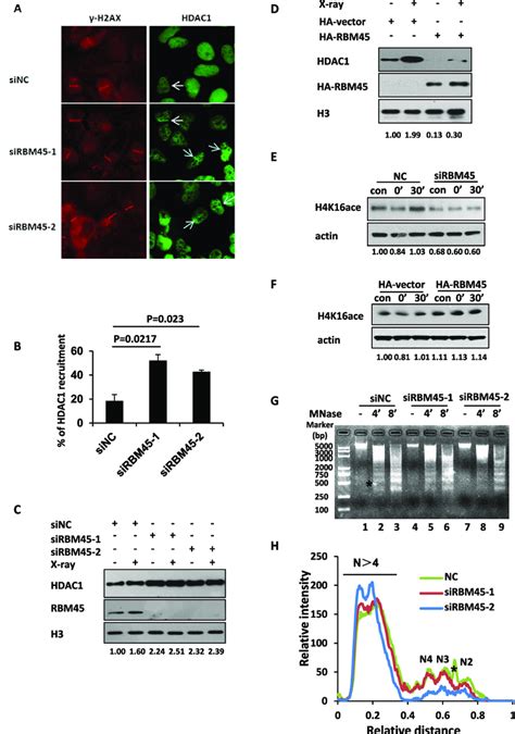 Rbm Regulates The Recruitment Of Hdac A And B Depletion Of Rbm