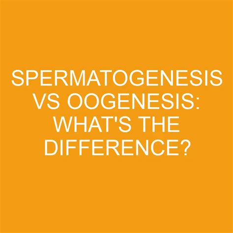 Spermatogenesis Vs Oogenesis: What's The Difference? » Differencess