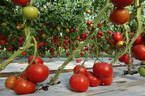 Tomato pruning — Sunseed Farm