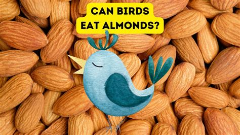 Can Birds Eat Almonds