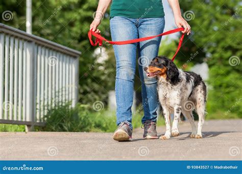 Mature Woman With Brittany Dog At The Leash Stock Image Image Of