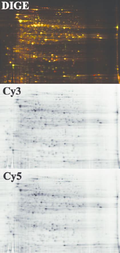 Two Dimensional Difference In Gel Electrophoresis 2d Dige Analysis Download Scientific