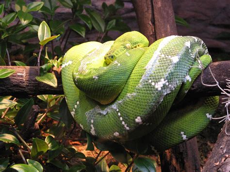 All Sizes Green Snake Flickr Photo Sharing