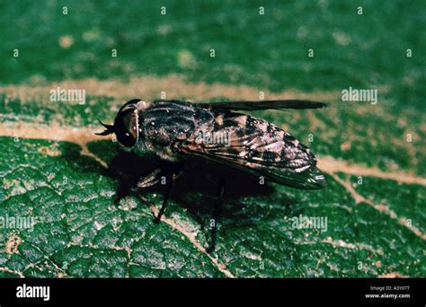 Zoología / animales, insectos, moscas, tábanos, tábano, (Tabanus ...