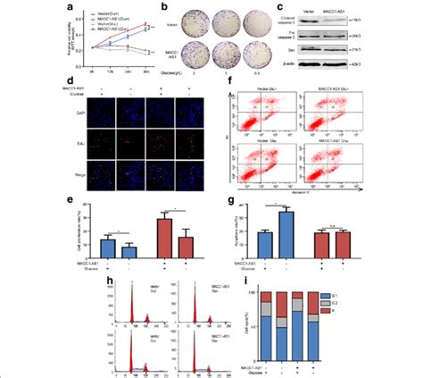 Macc1 As1 Promotes Gc Cell Viability Under Metabolic Stress A B Mtt