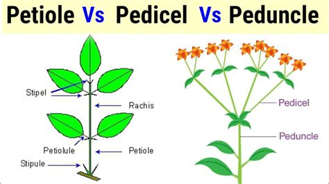 Difference Between Petiole Pedicel And Peduncle In Hindi Urdu YouTube