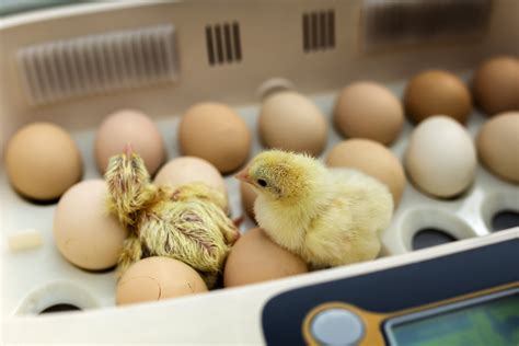 Incubating Chicken And Goose Eggs A Guide Expondo Co Uk