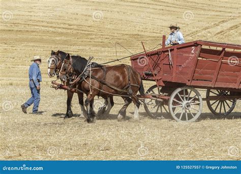 Draft Horses Pulling A Wagon Editorial Photography Image Of Nature