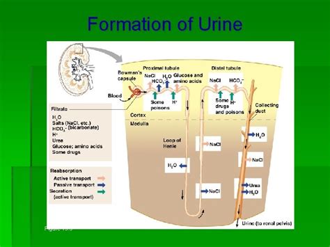 Patofisiologi Gizi The Urinary System Pokok Bahasan Sistem