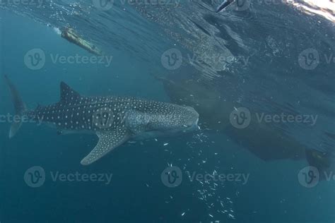 Whale Shark close up underwater portrait 20163131 Stock Photo at Vecteezy