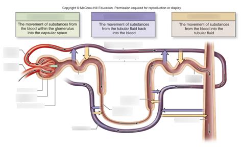 Peritubular Capillaries Diagram