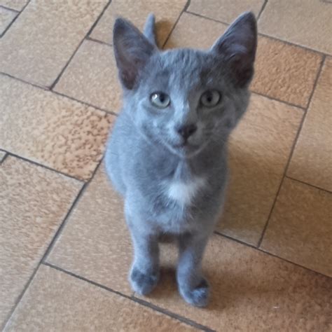 Donne chaton gris de 5 mois Deux Sèvres 79 GRATUIT sur Animoz net