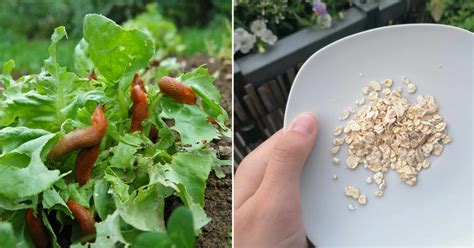 Garten Schnecken Mit Haferflocken Bek Mpfen Genialetricks