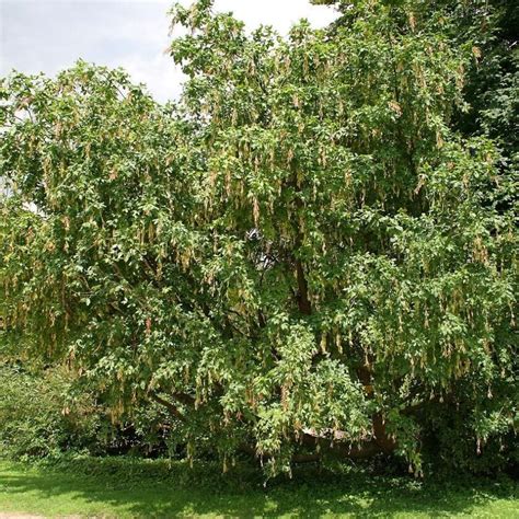 Alpen Goldregen Dein Garten ökologisch And Pflegeleicht