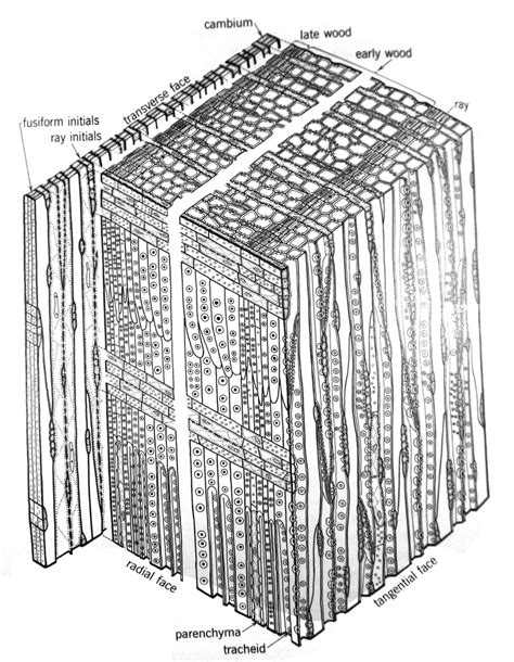 Tangential Section Of Pine Wood