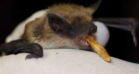 Bats In Ontario Huffpost