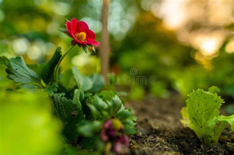 Berried Treasure Red Strawberry Blooming Red Red Flowered Strawberry