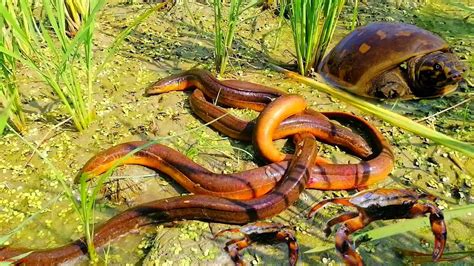 Amazing Crabs Catching Unique Tortoise Eels And Crabs Catching In