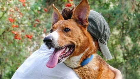 Oraci N Milagrosa Y Poderosa Para Encontrar A Una Mascota Perdida