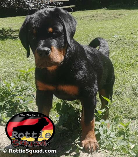 Copper Ridges Lil Rudi Von Der Smith Rottie Squad Kennel