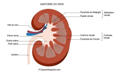 Les principaux organes du système urinaire sont les reins les uretères