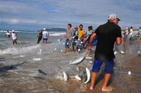 Sport Fishing Brasil Pesca Da Tainha