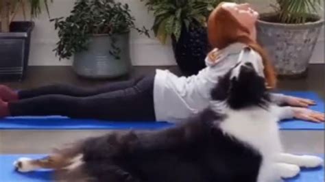 El tierno video viral de un perro practicando yoga con su dueña Perfil