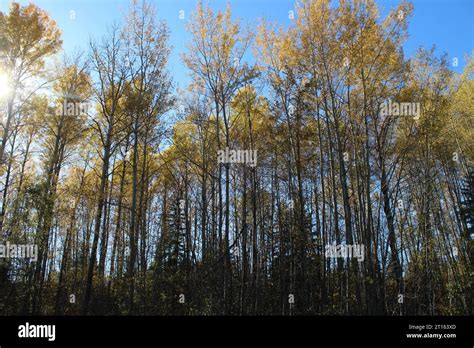 Birch Trees In Fall Stock Photo Alamy