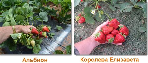 Отзывы о ремонтантной клубнике - специфика выращивания, проверенные сорта