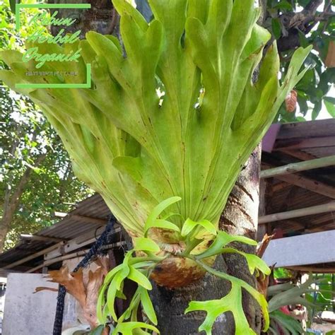 Jual Kadaka Tanduk Rusa Platycerium Bifurcatum C Chr Shopee Indonesia