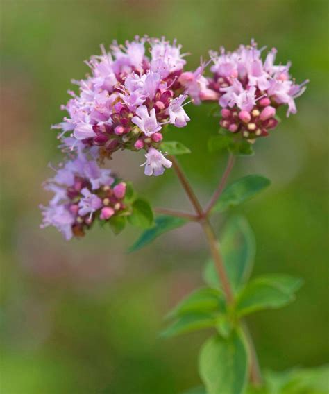 Best plants for a butterfly garden – discover 12 wildlife-friendly blooms