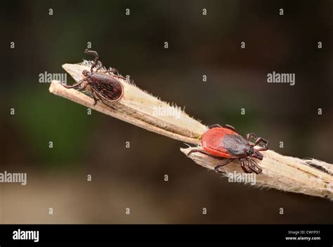 Male And Female Castor Bean Tick Ixodes Ricinus Stock Photo Alamy