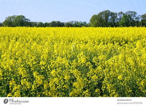 raps feld Frühling Blüte ein lizenzfreies Stock Foto von Photocase