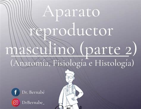 Aparato Reproductor Masculino Histolog A Anatom A Y Fisiolog A 248