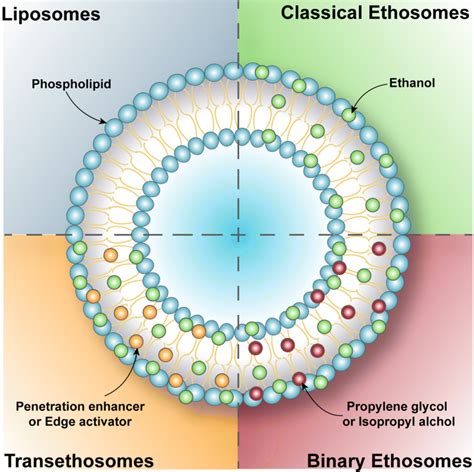 Structural Representation Of Liposomes And Different Types Of Ethosomes