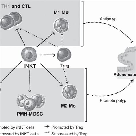 Invariant Natural Killer T Inkt Cells Suppressed T Helper 1 Th1