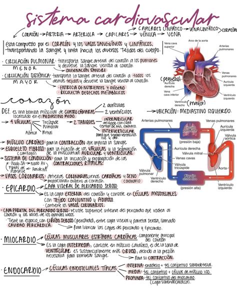 Solution Histolog A Resumen Ross Sistema Cardiovascular Studypool