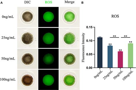 Frontiers Leukemia Inhibitory Factor Enhances The Development And