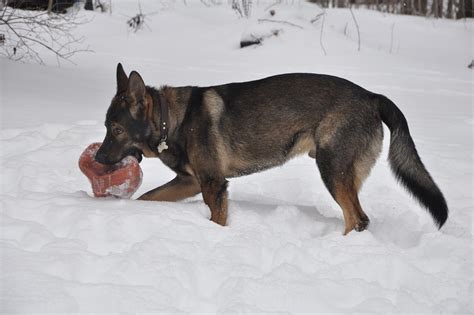 무료 사진: 개, Gsd, 품종, 동물, 알 사스의, 애완 동물, 교육 - Pixabay의 무료 이미지 - 1117210