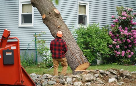 How To Trim An Oak Tree Without Affecting It — Clear View Tree Services