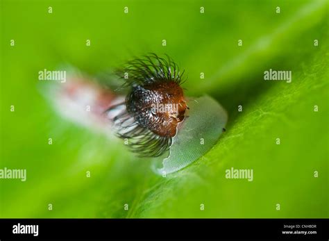 Newly Hatched Larva Hi Res Stock Photography And Images Alamy