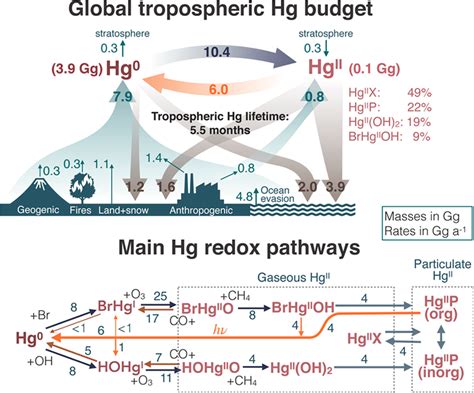 Global Tropospheric Hg Budget And Main Hg Redox Pathways In Our Download Scientific Diagram