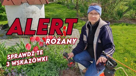 Alert różany Sprawdź jak pomóc różom w Twoim ogrodzie Rozaria pl