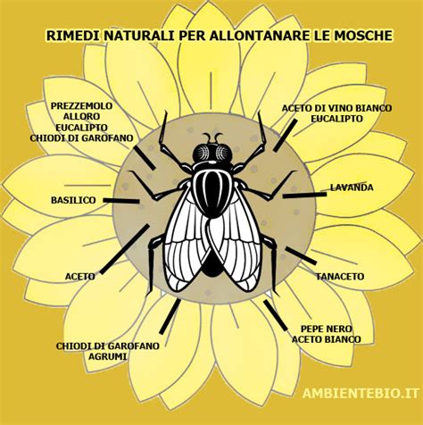 Rimedi Contro Le Mosche Tutti I Metodi Naturali Per Allontanarle